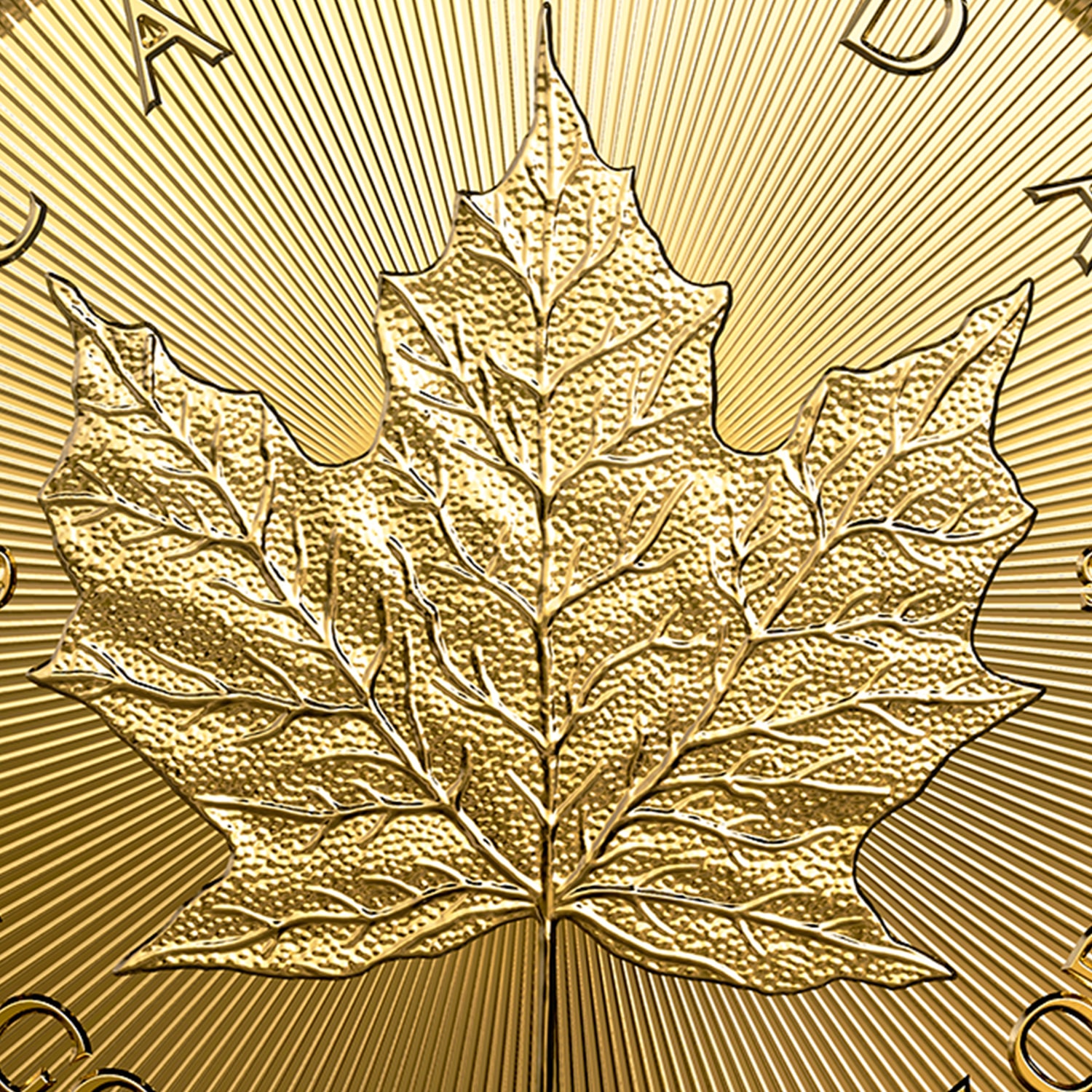 canadian maple gold coin close up